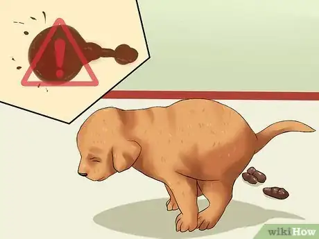 Imagen titulada Choose a Healthy Puppy Step 5