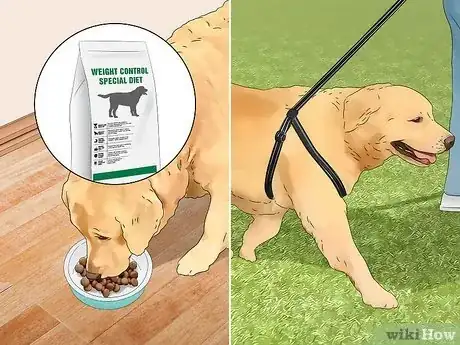 Imagen titulada Treat Obesity in Labrador Retrievers Step 12