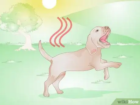 Imagen titulada Get Rid of a Rash on a Dog Step 3