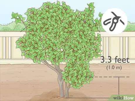 Imagen titulada Prune a Lime Tree Step 9