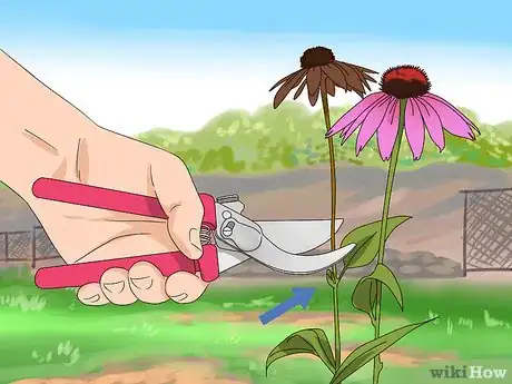 Imagen titulada Prune Coneflowers Step 1