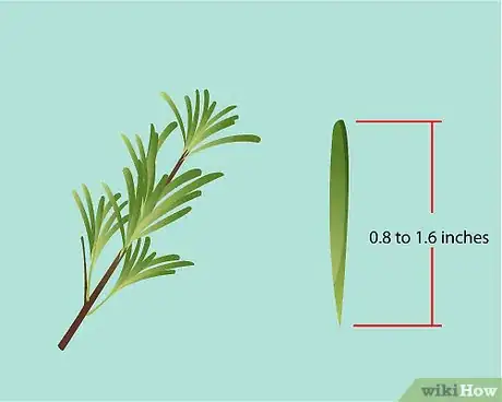 Imagen titulada Identify Rosemary Step 4