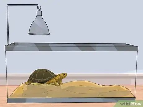Imagen titulada Take Care of a Land Turtle Step 13