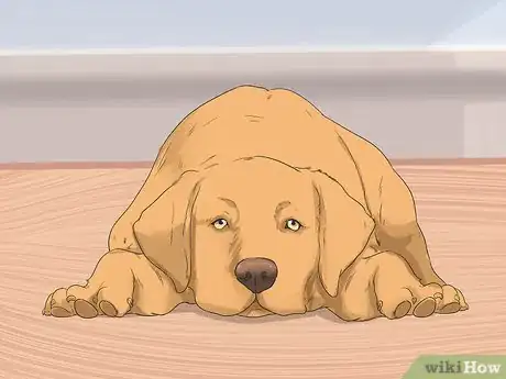 Imagen titulada Treat Neck Pain in Dogs Step 24