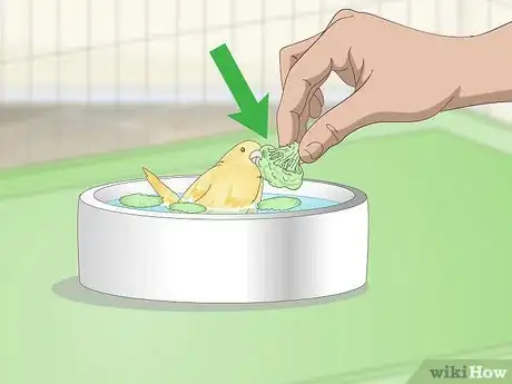Imagen titulada Keep a Canary Groomed Step 3
