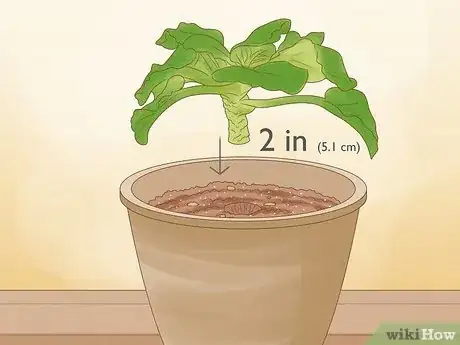 Imagen titulada Repot African Violets Step 19