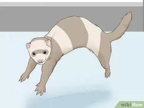 Imagen titulada Understand Ferret Body Language Step 1