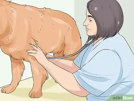 Imagen titulada Determine Whether to Diaper a Senior Dog Step 3