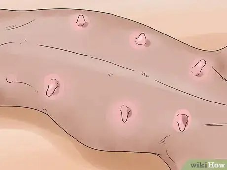 Imagen titulada Help Your Dog Whelp or Deliver Puppies Step 11