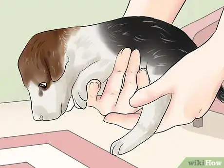 Imagen titulada Pick Up a Puppy Step 4