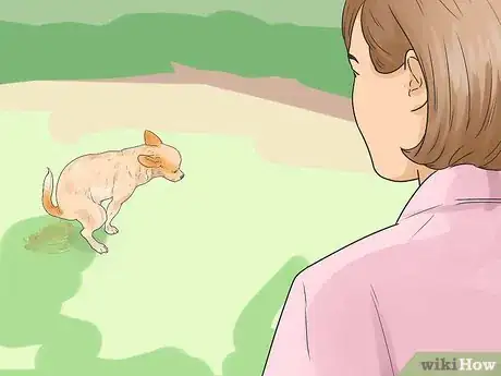 Imagen titulada Care for Your Chihuahua Step 18