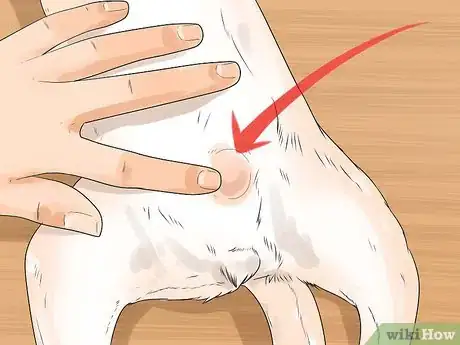 Imagen titulada Care for Your Chihuahua Step 12