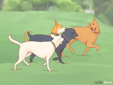 Imagen titulada Introduce a Dog to a Dog Park Step 14