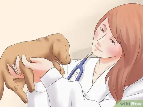Imagen titulada Pick a Puppy from a Litter Step 14