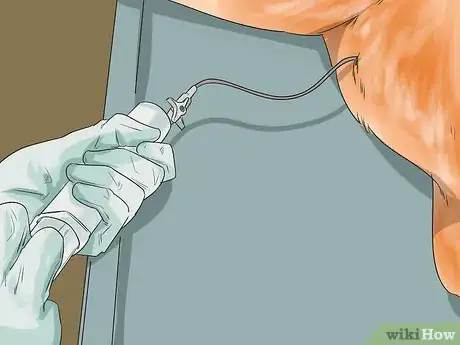 Imagen titulada Treat Mast Cell Tumors in Boxers Step 6