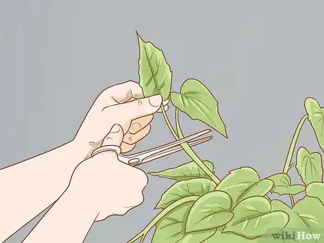Imagen titulada Prune Begonias Step 9