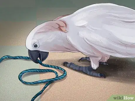 Imagen titulada Live With a Moluccan Cockatoo Step 8
