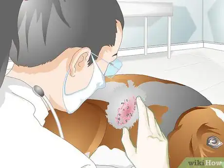 Imagen titulada Treat a Yeast Skin Infection in a Dog Step 9