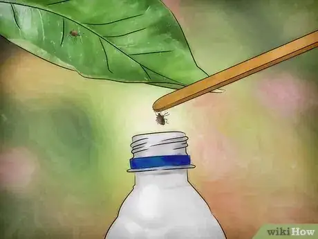 Imagen titulada Get Rid of Stink Bugs Naturally Step 11