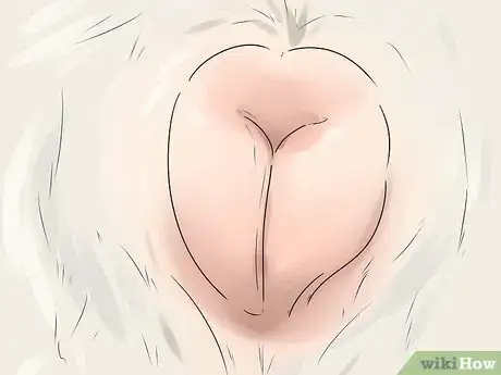 Imagen titulada Help Your Dog Whelp or Deliver Puppies Step 10