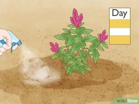 Imagen titulada Care for a Celosia Step 5