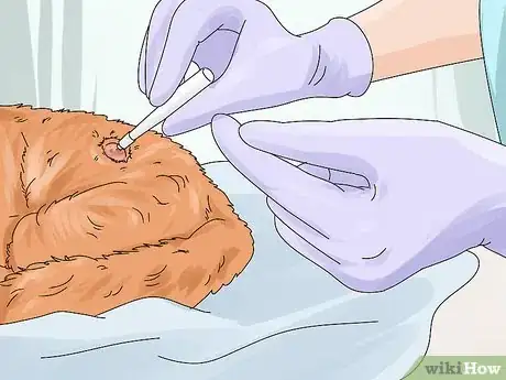 Imagen titulada Diagnose and Treat Benign Tumors in Cats Step 9