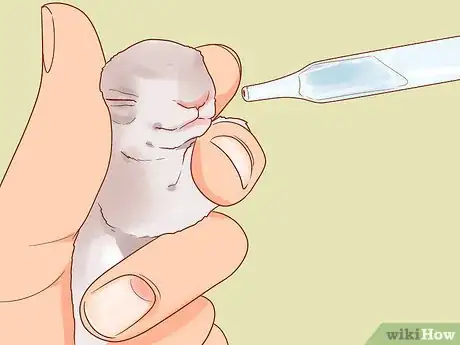 Imagen titulada Nurse a Baby Rabbit Step 10