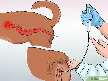 Imagen titulada Artificially Inseminate a Dog Step 8