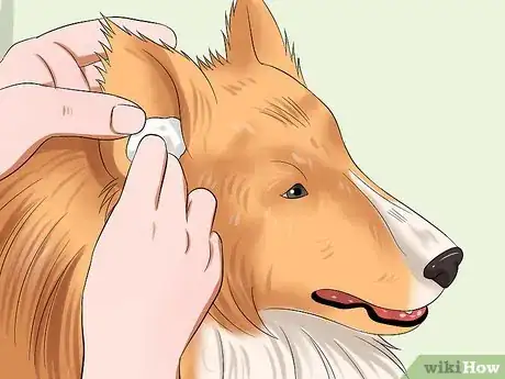 Imagen titulada Care for Shelties Step 13