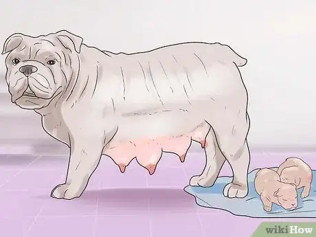 Imagen titulada Help Your Dog Whelp or Deliver Puppies Step 17