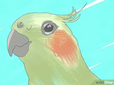 Imagen titulada Take Care of a Cockatiel Step 9