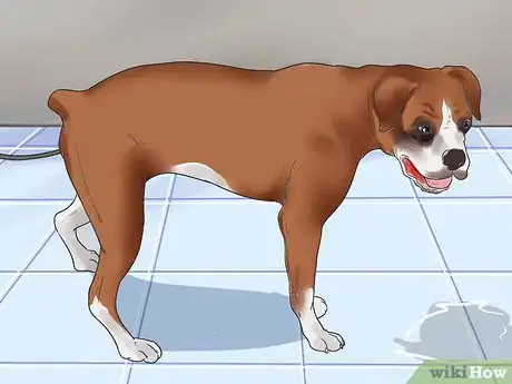 Imagen titulada Artificially Inseminate a Dog Step 9