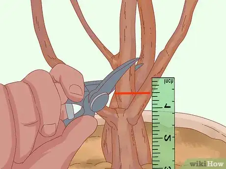 Imagen titulada Prune a Money Tree Step 6