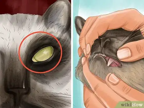 Imagen titulada Care for Siamese Kittens Step 9
