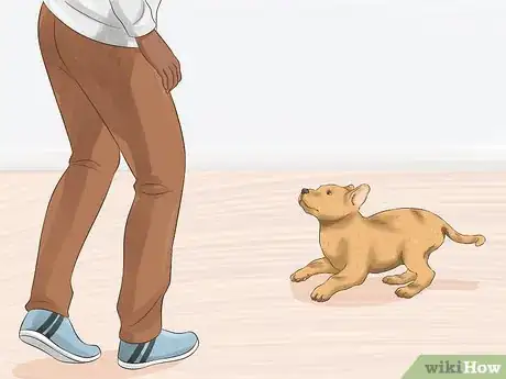 Imagen titulada Choose a Puppy to Keep from Your Litter Step 2