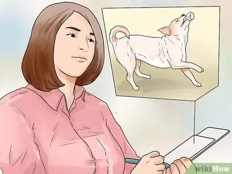 Imagen titulada Care for Your Chihuahua Step 14