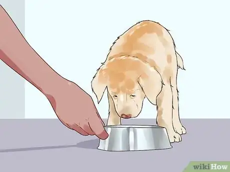 Imagen titulada Handle Hypoglycemia in Young Puppies Step 2