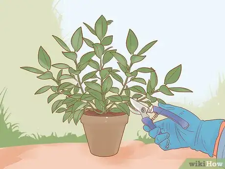 Imagen titulada Prune a Rubber Plant Step 12