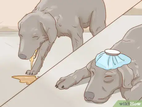 Imagen titulada Spot Rabies in a Dog Step 1