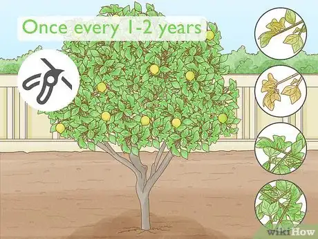 Imagen titulada Prune a Lime Tree Step 1