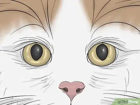 Imagen titulada Identify a Turkish Van Step 5