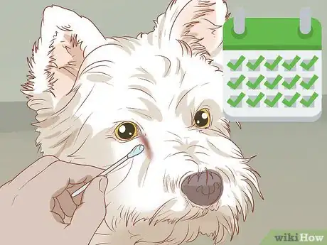 Imagen titulada Remove a Tear Duct Stain from White Dogs Step 4