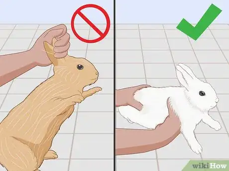 Imagen titulada Care for an Injured Rabbit Step 17
