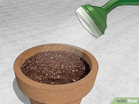 Imagen titulada Grow a Rudraksha Tree Step 5