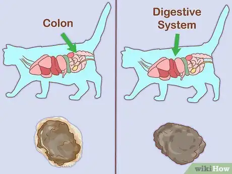 Imagen titulada Treat a Cat with Blood in Its Stool Step 15