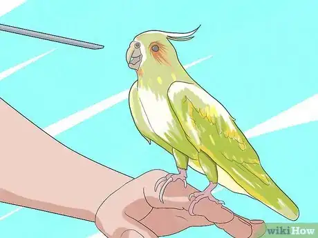 Imagen titulada Take Care of a Cockatiel Step 7