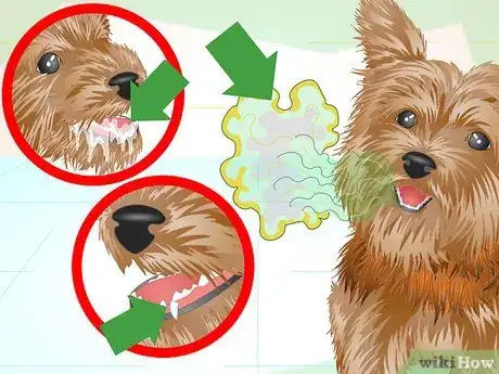 Imagen titulada Keep Your Yorkie's Teeth Clean Step 18