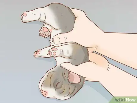 Imagen titulada Revive a Puppy Step 4