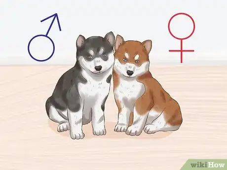 Imagen titulada Choose a Puppy to Keep from Your Litter Step 7