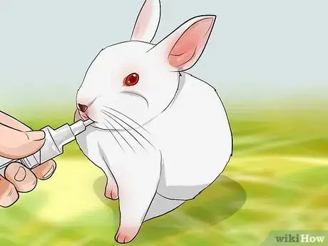Imagen titulada Look After a Rabbit That Needs Its Teeth Trimmed Step 3